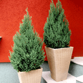 Juniperus-'Stricta'
