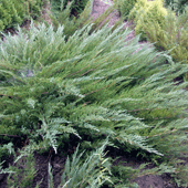 Juniperus-horizontalis