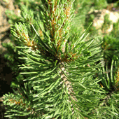 Pinus-mugho-'Mugus'