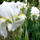 Iris-germanica